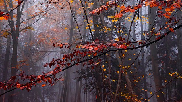 Misty forest red leaves