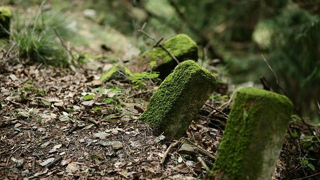 Moss markers forest floor