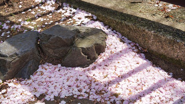 Cherry blossom petals steps