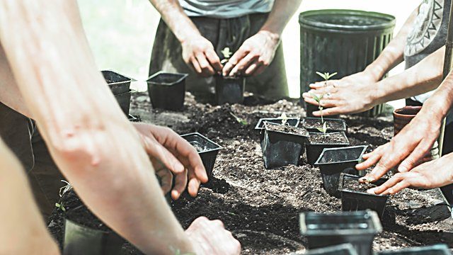Hands potting seedlings group