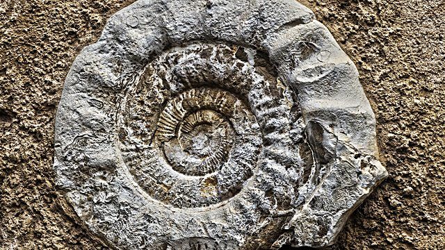 Ammonite fossil rock matrix