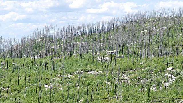 Burnt forest regrowth dead trunks