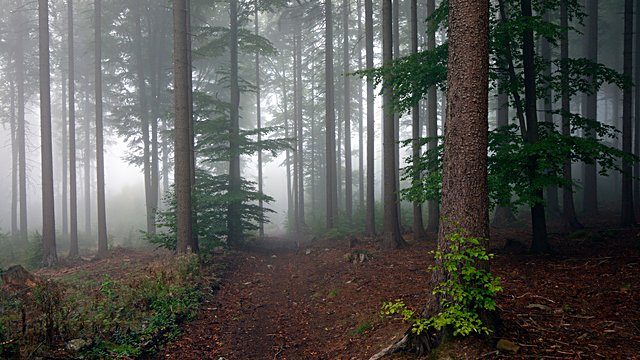 Misty forest path sunbeams