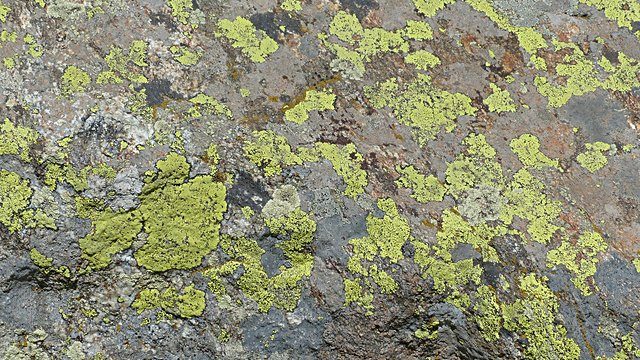 Lichen bare rock texture
