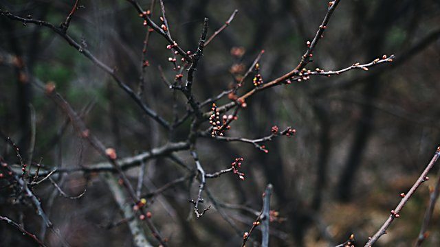 Bare branches first buds