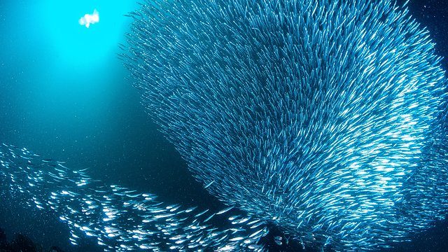 Sardine bait ball