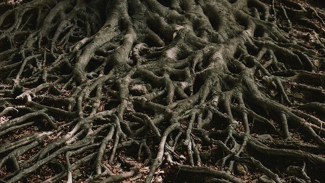 Exposed tree roots