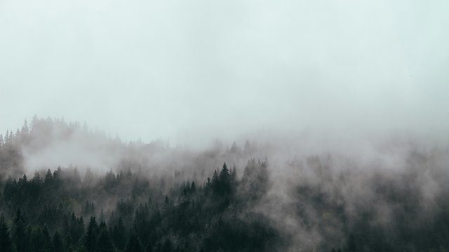 Forest canopy fog dissolve