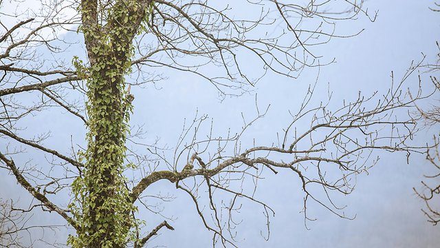 Bare branches grey sky
