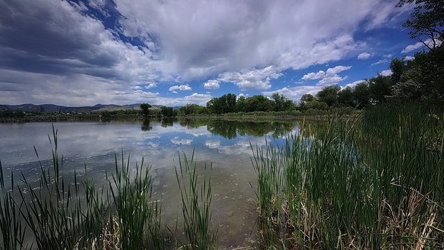 Lake reeds cloudy