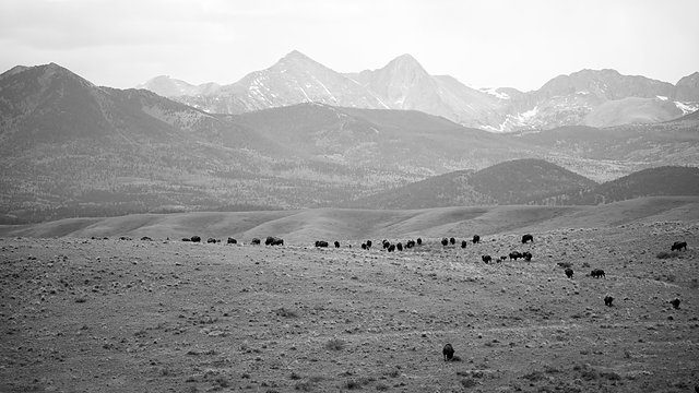 Bison herd mono